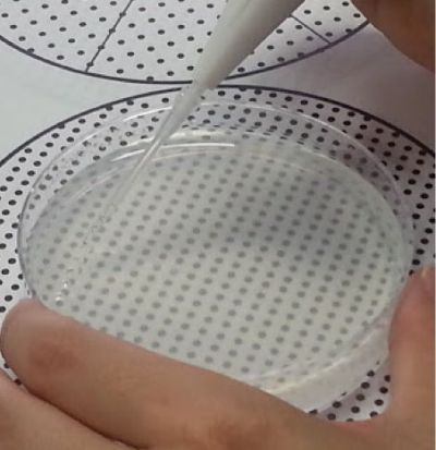 Pipetty电动移液器在无菌栽培应用：拟南芥播种